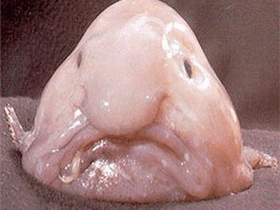 Blobfish: também mais bonito do que a garrafa do Kakubin