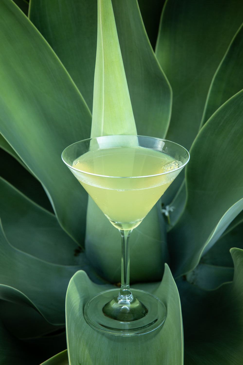 Algonquin Cocktail Hábito O Cão Engarrafado